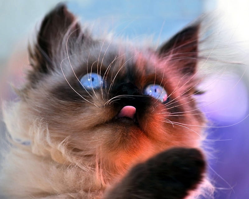 Himalayan Cat, Himalayan, Cats, Blue Eyes, bonito, Animals, HD wallpaper