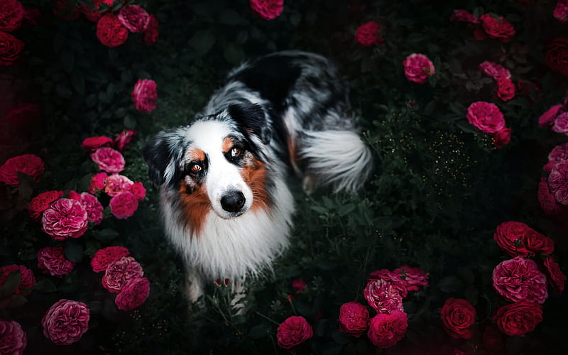 Australian Shepherd, flowers, Aussie, bokeh, roses, pets, dogs, Australian Shepherd Dog, Aussie Dog, HD wallpaper