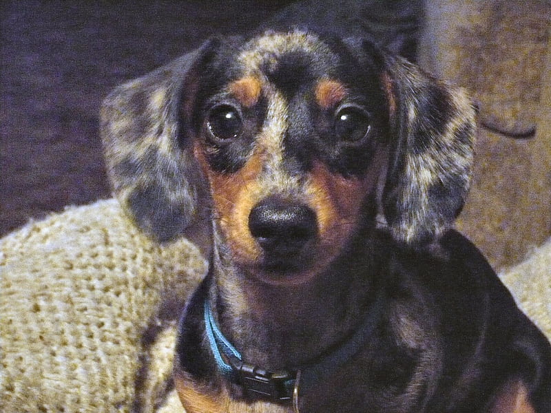 Dachshund Pup F2 dappled, merle, miniature, dachshund, canine, weiner, graphy, puppy, dog, HD wallpaper