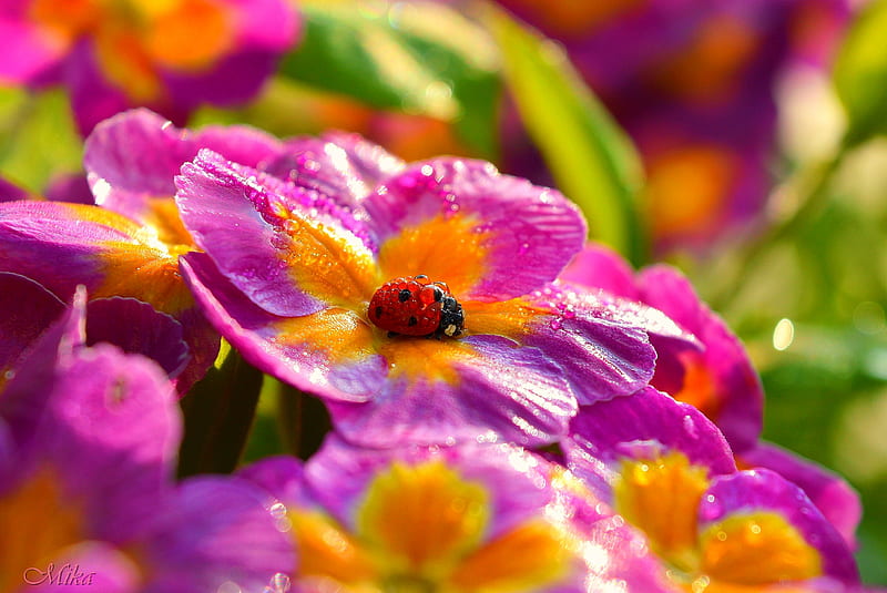 Morning Ladybug, flowers, sunshine, ladybug, water drops, colorful, HD wallpaper