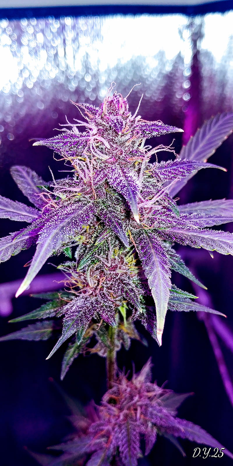 L*D 25 , cannabis big bud, bonito, HD phone wallpaper