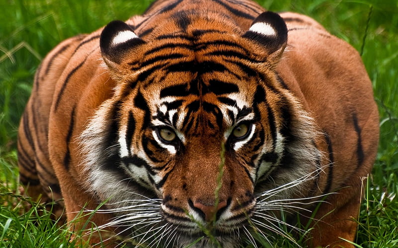 Eyes of The Tiger, siberian tiger, eye of the tiger, bengal tiger, tiger eyes, tiger, HD wallpaper