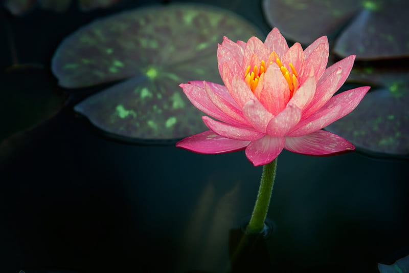 Lotus, pad, green, flower, black, pink, leaf, HD wallpaper