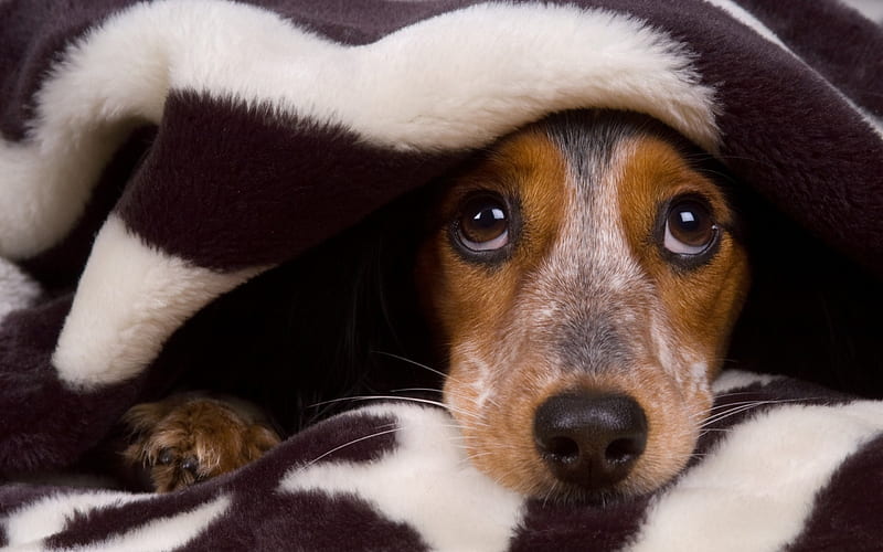 Dog - blanket, Dog, head, paw, blanket, eyes, HD wallpaper