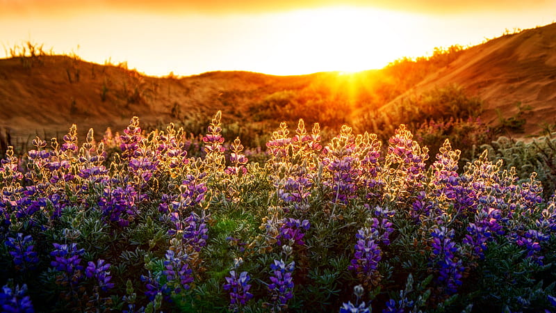Purple Flowers with Sunset, dawn, sunlights, sunset, purple, mountains, summer, flowers, nature, sunrise, HD wallpaper