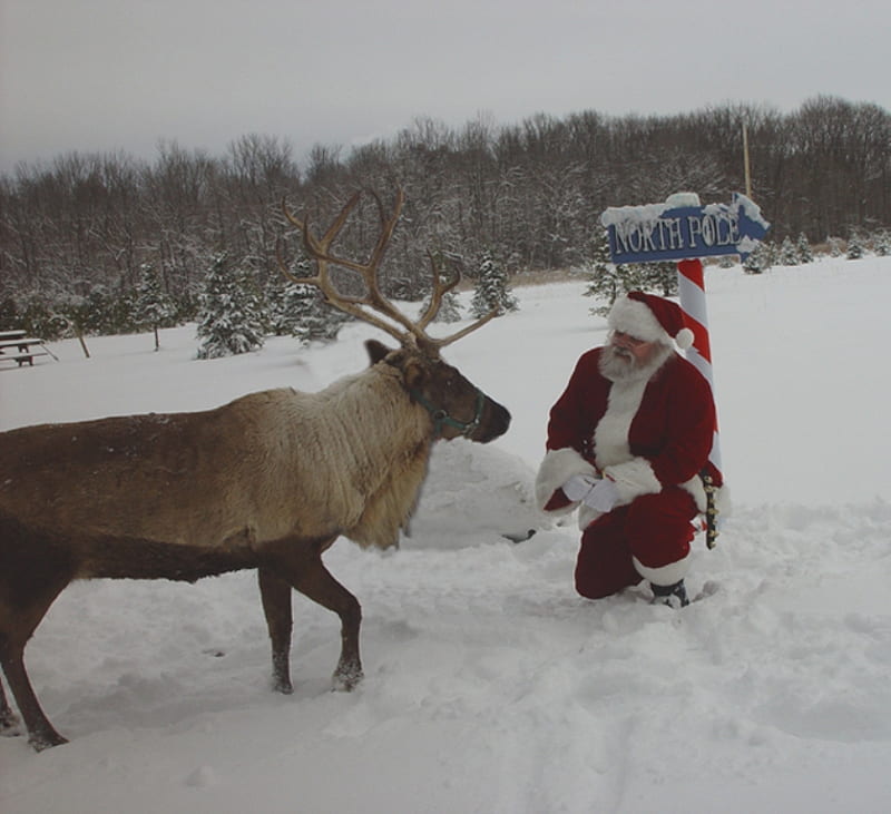 Santa Claus, christmas, snow, rain deer, reindeer, trees, north pole, HD wallpaper