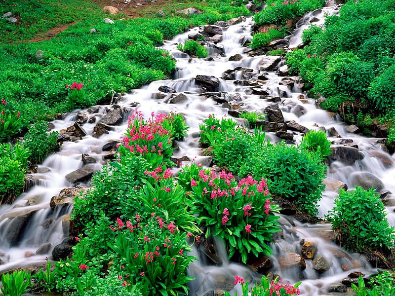 Small water stream, stream, pretty, grass, bonito, small, cascades, nice, green, flowers, river, slpe, forest, lovely, mquiet, greenery, creek, freshness, summer, nature, HD wallpaper