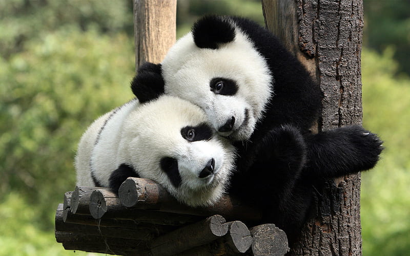pandas, zoo, cute animals, bears, Ailuropoda, HD wallpaper