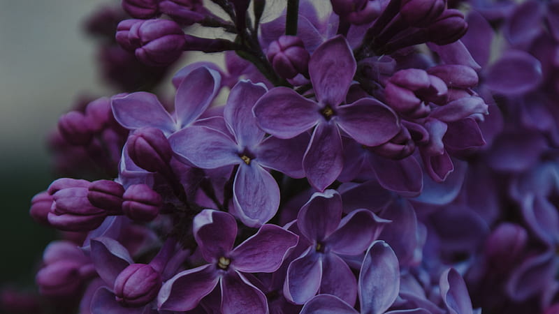 Lilac Inflorescences Flowers Floral Flowers, HD wallpaper