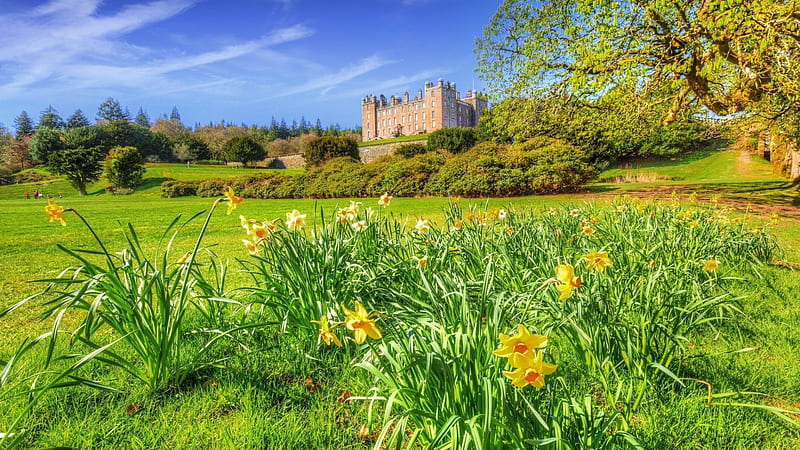 A castle , castle, field, daffodils, perennials, nature, England, HD wallpaper