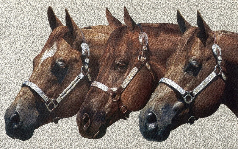 Quarter Horses 2, art, equine, horse, artwork, halters, animal, heads, show, Quarter Horse, painting, wide screen, HD wallpaper
