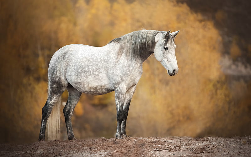 horse, field, autumn, white horse, wildlife, horses, HD wallpaper