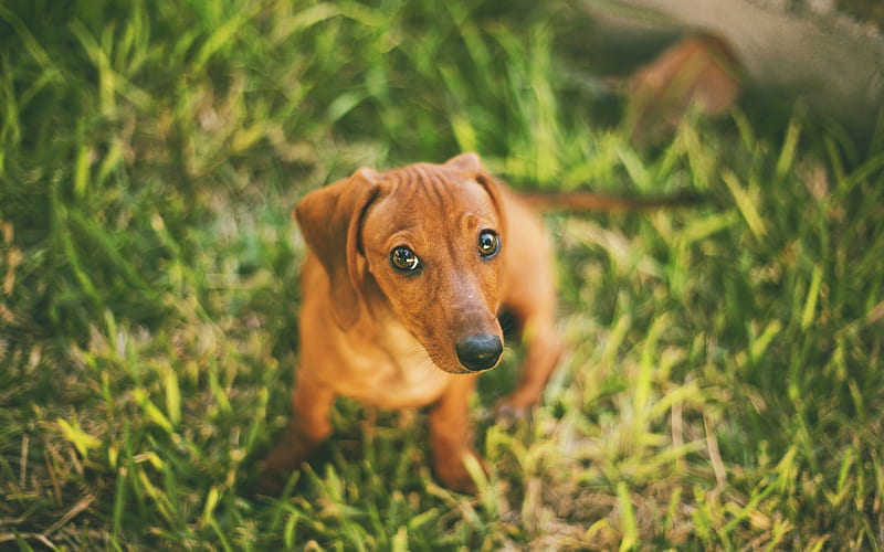 Dachshund, close-up, puppy, pets, dogs, brown dachshund, cute animals, Dachshund Dog, HD wallpaper
