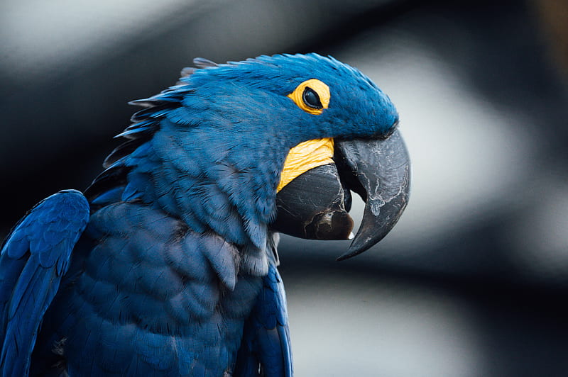 Birds, Hyacinth Macaw, Bird, HD wallpaper | Peakpx