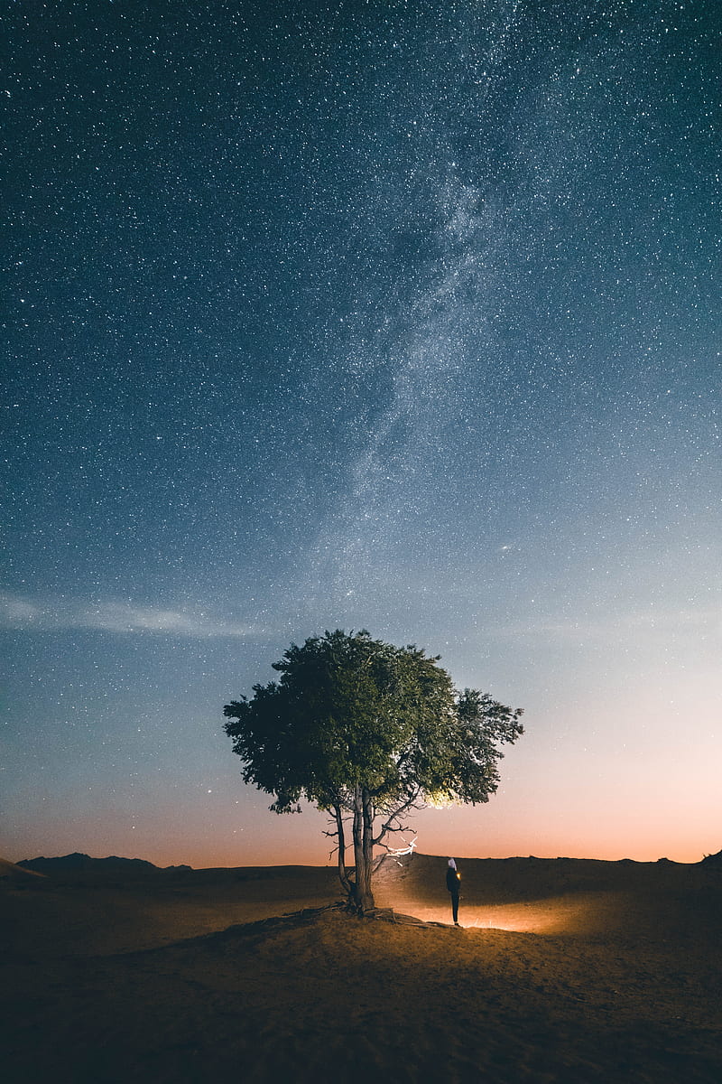 tree, night, silhouette, starry sky, light, HD phone wallpaper