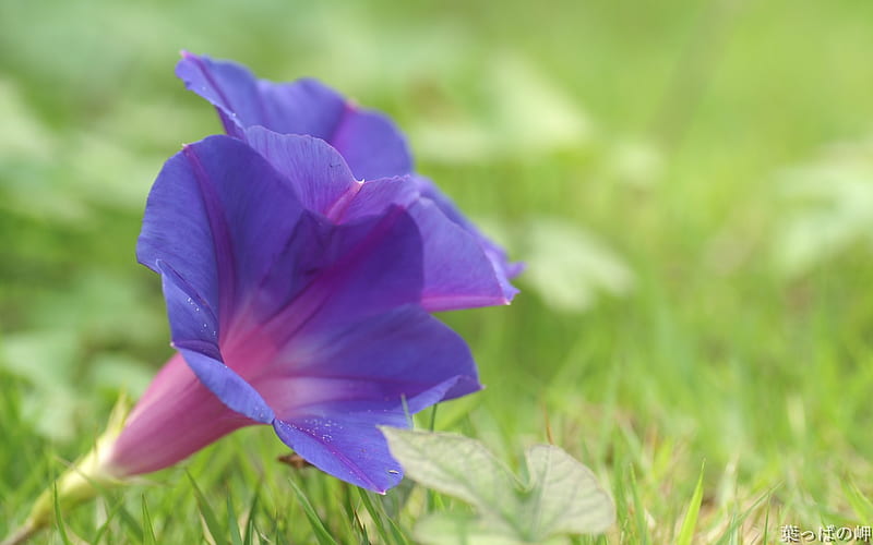 Purple morning glory- Digital Cameras Flowers graphy, HD wallpaper