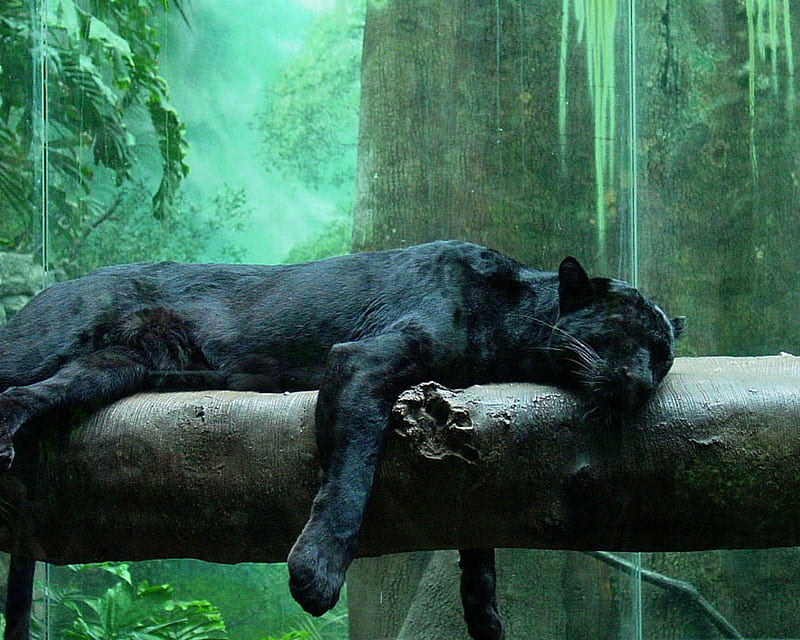 ~Lazy Weekend~, leopard, sleep, black, cat, animal, tree, big, panter, jungle, HD wallpaper