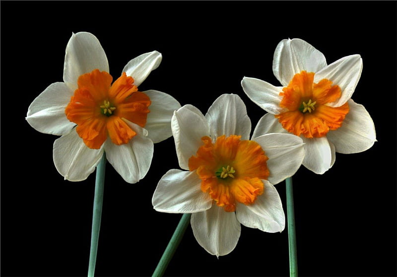 Narcissus on black, flower, narcissus, spring, lovely, HD wallpaper