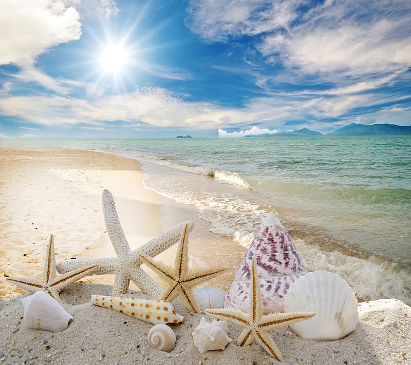 Shell and Beach, shell and, HD wallpaper