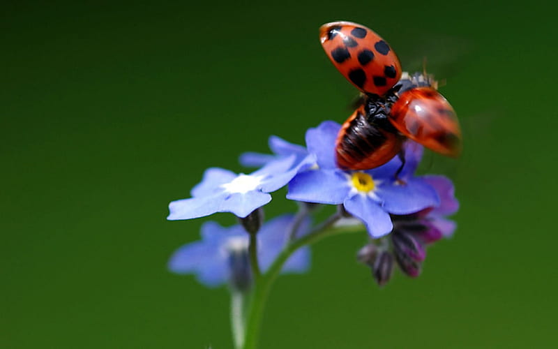 Ladybug Ladybug Fly Away, Yellow, Ladybug, Red Black, Forget Me Not Flowers, Blue, Insect, Nature, HD wallpaper