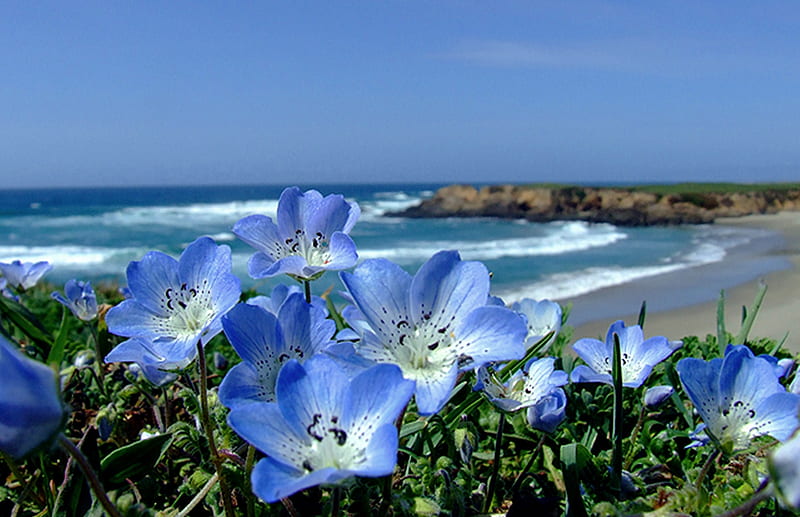 Blue Flowers and Sea, flowers, sea, blue, ocean, HD wallpaper | Peakpx