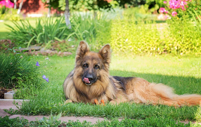 German Shepherd, resting, garden, sunshine, lawn, dog, HD wallpaper