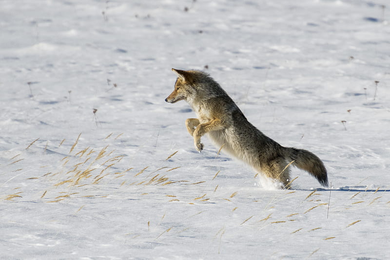 coyote, jump, hunting, snow, predator, wildlife, HD wallpaper