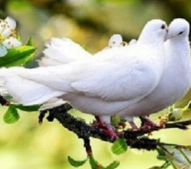 Spring, pigeon, love, birds, flowers, dove, trees, animal, HD wallpaper