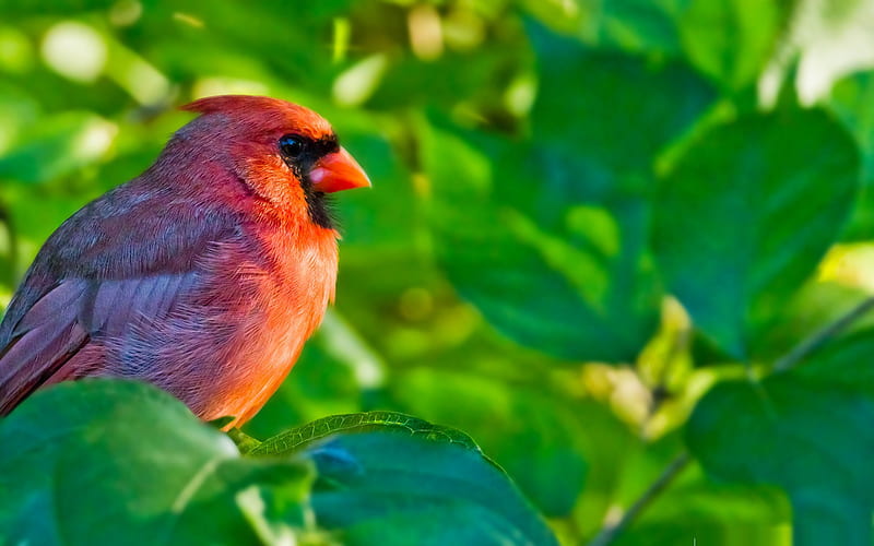 male northern cardinal-Bird graphy, HD wallpaper
