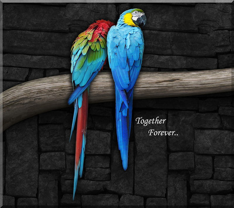 Parrots Love, 3d, animal, animated, birds, color, couple quote, HD wallpaper