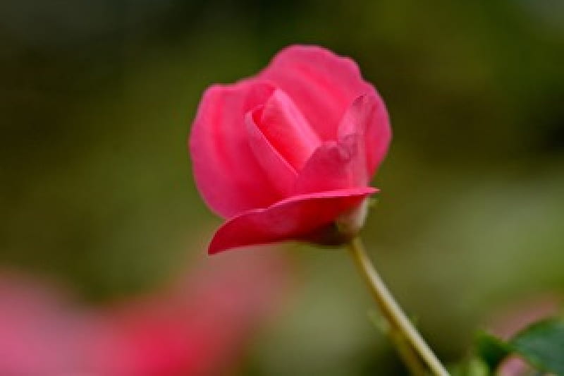 Solo Rose, red rose, summer rose, little rose, macro rose, HD wallpaper