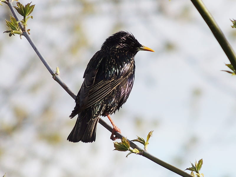 European Starling In The Spring, European Starling, Branch, graphy, Spring, Bird, HD wallpaper