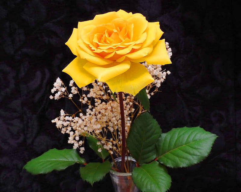 Friendship rose for Tatjana, rose, white flowers, friendship, flower, yellow, yellow rose, green leaves, HD wallpaper