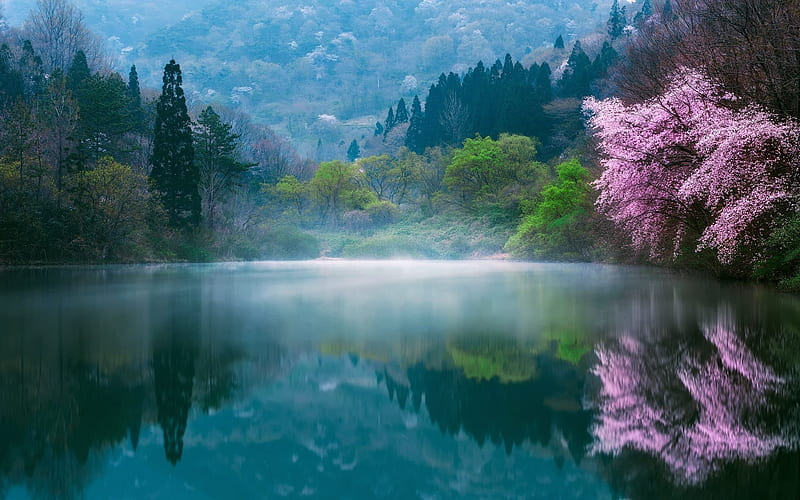 japan, spring, sakura, lake, morning, fog, HD wallpaper