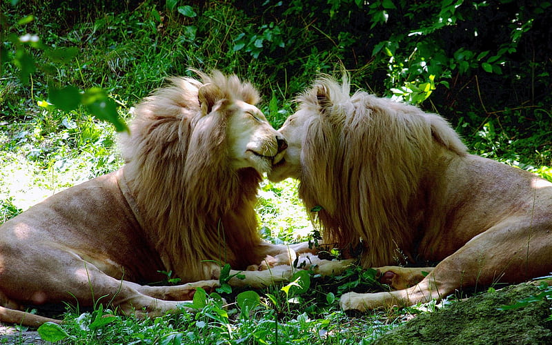 Finishing each others hair lion, HD wallpaper