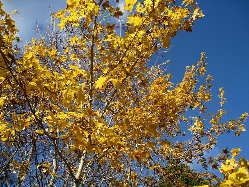 Field Maple, autumn, tree, maple, yellow, garden, sky, blue, HD wallpaper