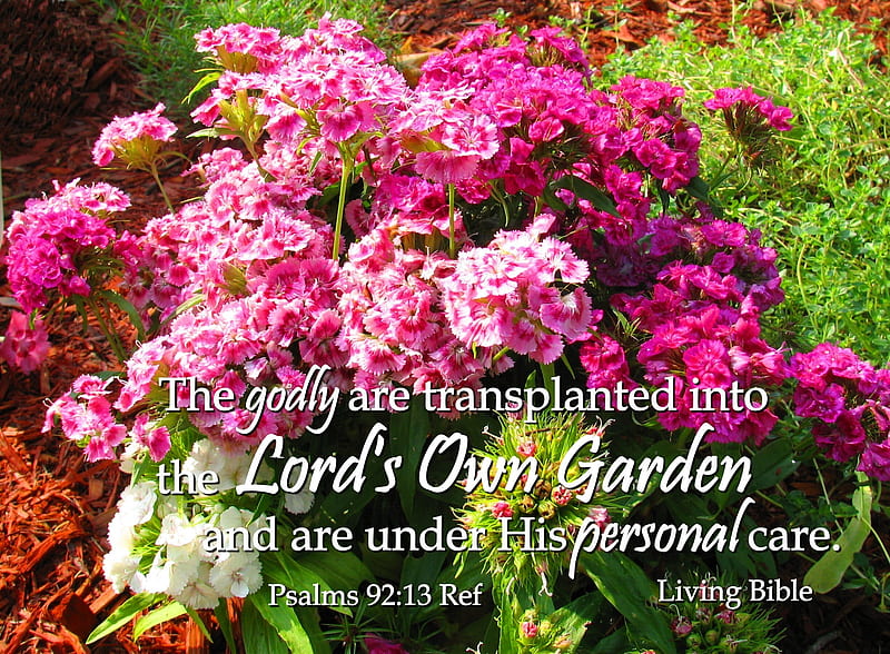 Transplanted into God's Own Garden, garden, Sweet Williams, flowers, Bible, HD wallpaper