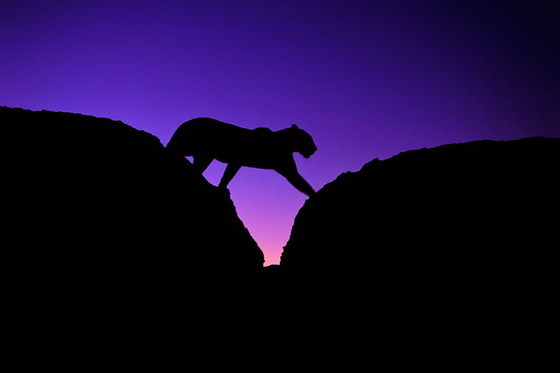 The Night of the-panther [for Cinzia], rocks, background, italia, the-panther, nice, stones, multicolor, mounts, bright, paisage, dawn, big cat, brightness, danger, purple, italian, mountains, violet, cats, awesome cat, bonito, superb, africa, america, scenery, animals, blue, night, legs, paisagem, cinzia, dark, jaguar, nature, pc, scene, leopard, clarity, high definition, cenario, panther, lightness, calm, scenario, beauty, , lovely, paysage, cena, black, sky, panorama, cute, cool, serenity, awesome, meow, hop, hunter, landscape, colorful, hair, graphy, darkness, wild, magnificent, pink, light, amazing, multi-coloured, view, colors, serene, wildlife, oz, colours, HD wallpaper