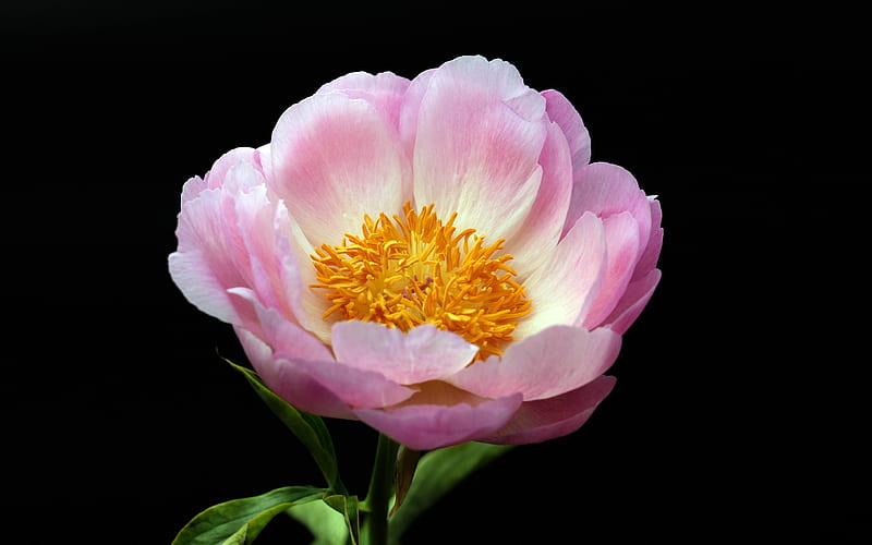 Pink Chinese Herbaceous Peony Plant, HD wallpaper