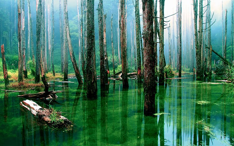 swamp-forest-hd-wallpaper-peakpx