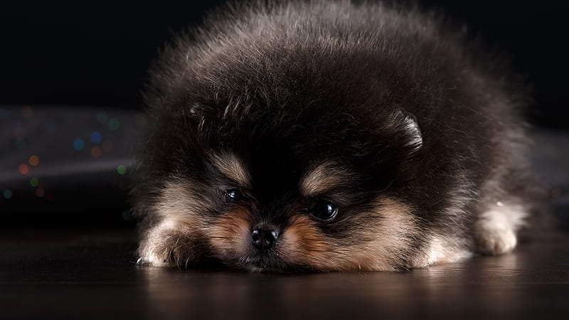 Cute Puppy, furry, cute, spilt, puppy, dog, animal, HD wallpaper