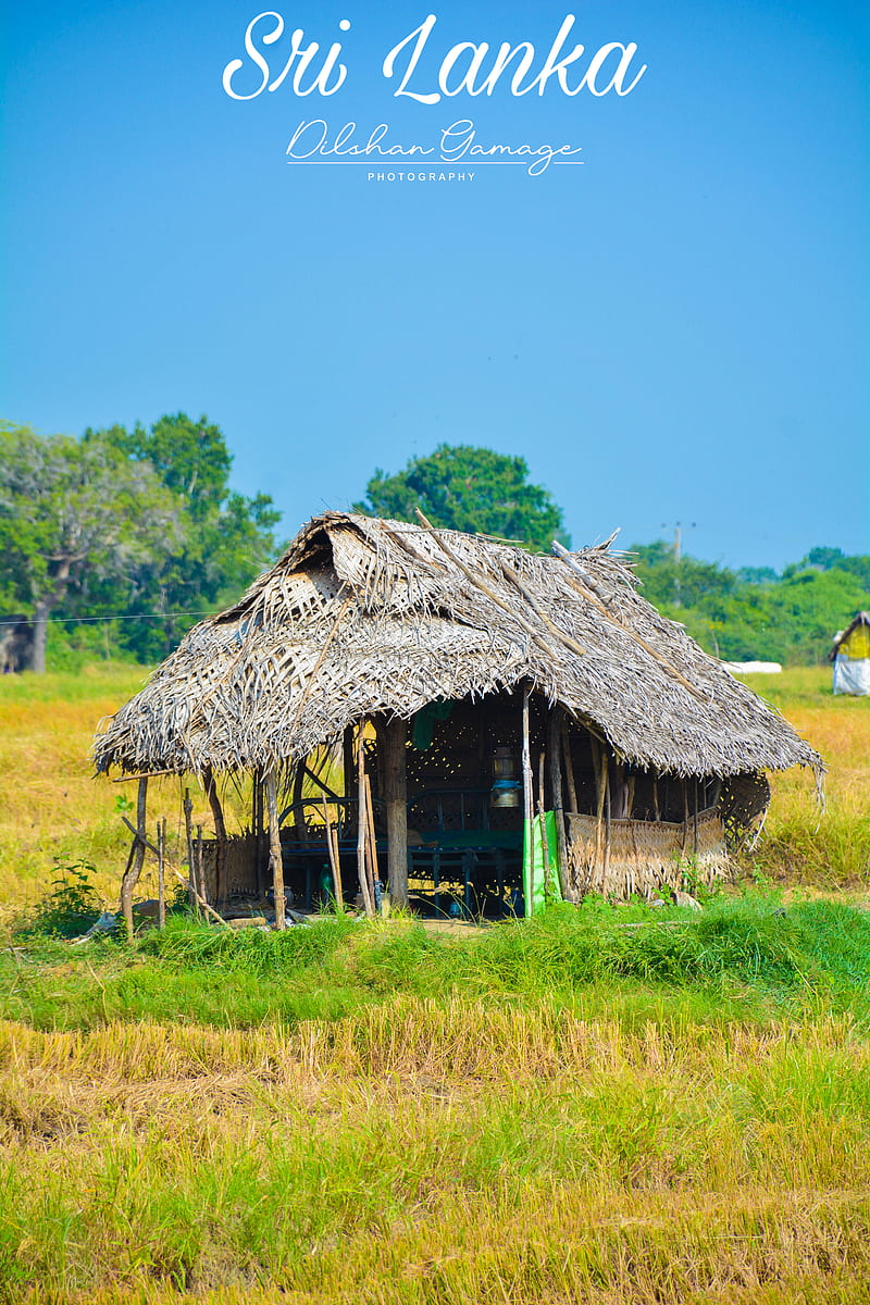 Village home, cottage, life, nature, new, sri lanka, HD phone wallpaper
