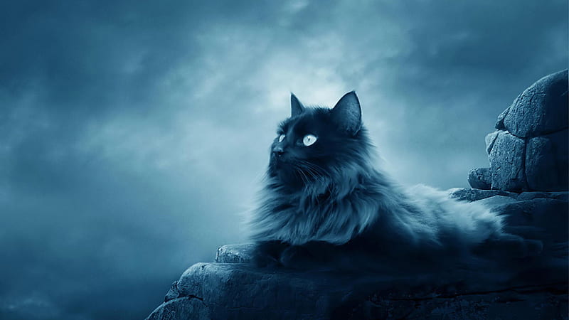 Cat Is Sitting On Rock Stone With Clouds Background Cat, HD wallpaper