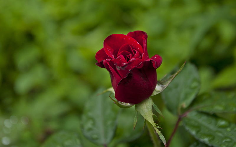 For You, red, one, rose, love, HD wallpaper