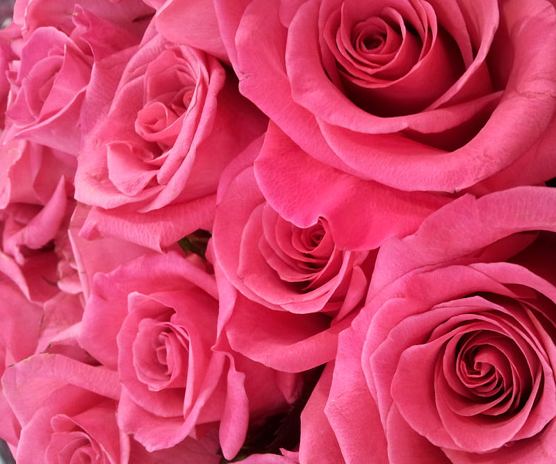 Pink Roses, flowers, roses, HD wallpaper | Peakpx