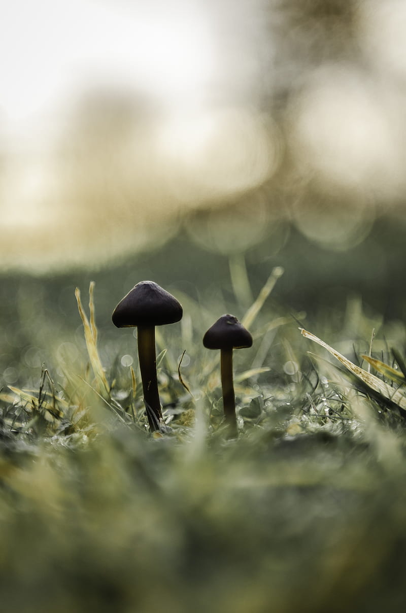 nature, mushroom, plants, HD phone wallpaper