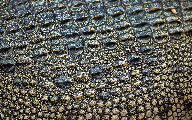 crocodile skin, reptile skin, crocodile skin textures, macro, crocodile leather backgrounds, crocodile leather textures, HD wallpaper