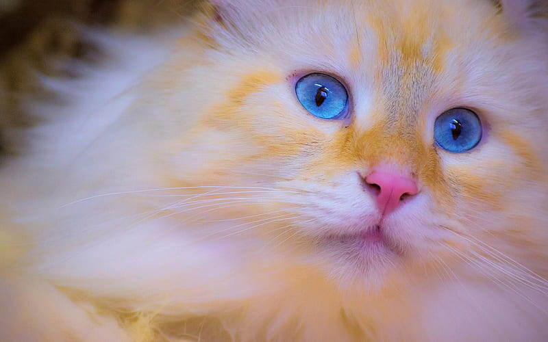 Persian Cat, close-up, kitten, blue eyes, ginger cat, cats, funny cat, domestic cats, pets, ginger Persian Cat, ginger kitten, Persian, HD wallpaper