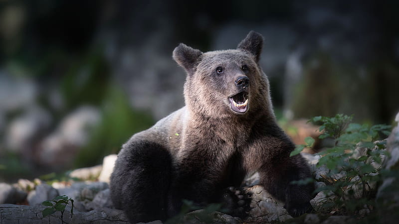 Animales oso negro, Fondo de pantalla HD | Peakpx