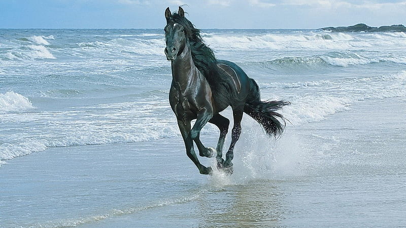 Black Horse Is Running On Seashore Horse, HD wallpaper